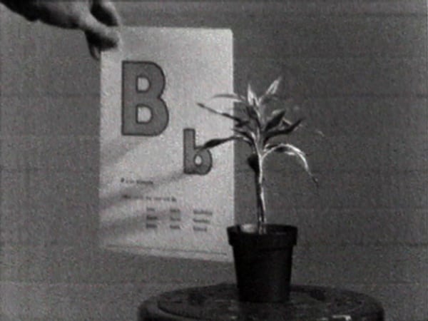 John Baldessari, Teaching a Plant the Alphabet, 1972