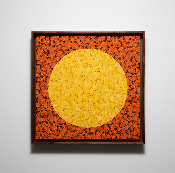 Gabriel de la Mora 1,984 He.Le.2023 Hebomoia leucippe butterfly wings on museum cardboard 23 5⁄8 x 23 5⁄8 in. (60 x 60 cm) Framed: 25 5⁄8 x 25 5⁄8 in. (65 x 65 cm)