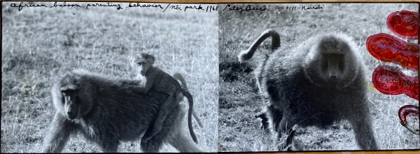 Peter Beard, Baboon Diptych, Nbi Park, 1968