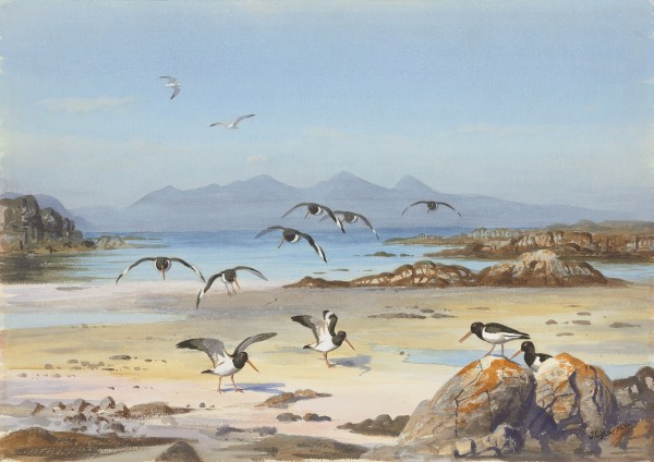 John Cyril Harrison , Isle of Rum from Arisaig, Oystercatchers on the foreshore