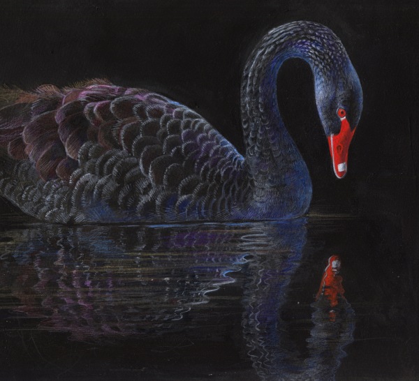 Emma Faull , Black Swan reflected