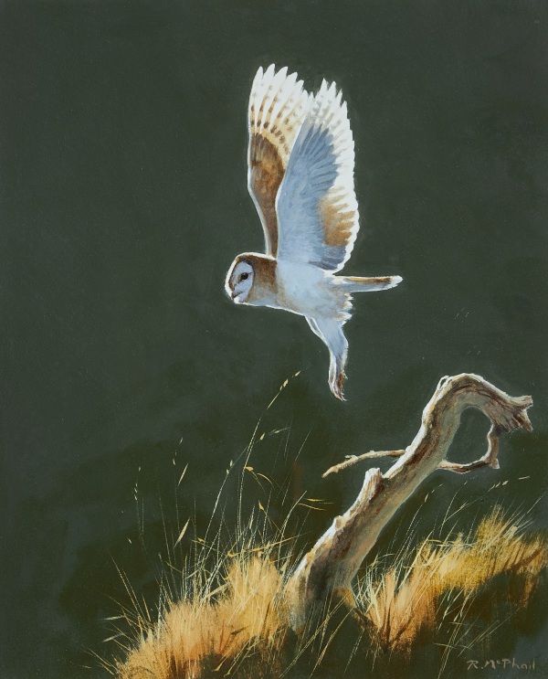 Rodger McPhail , Barn Owl