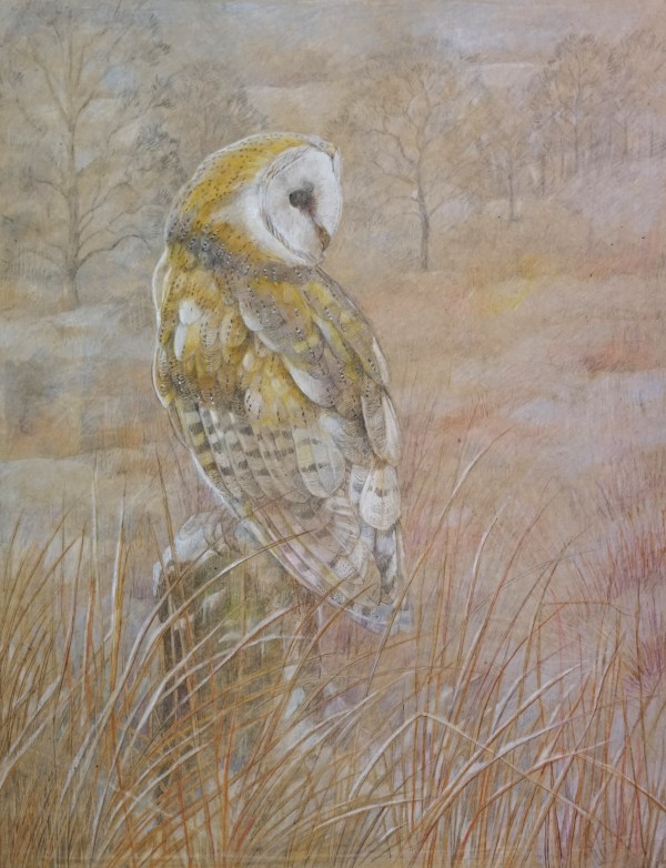 Emma Faull , Barn Owl