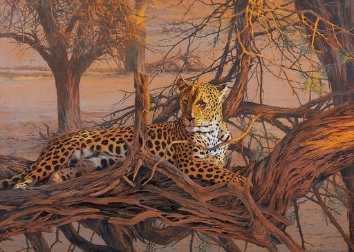 Kim Donaldson , Leopard, Kalahari Sundown
