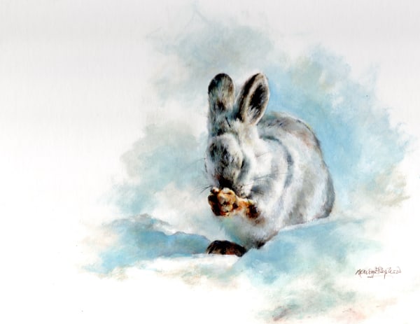 Mandy Shepherd, Snowshoe hare