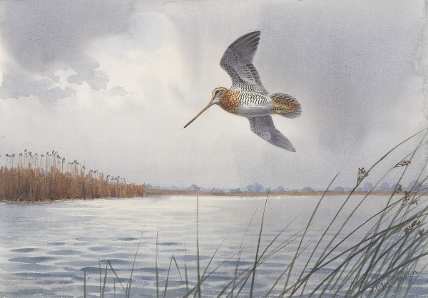 John Cyril Harrison , Flushed from the water's edge, Snipe