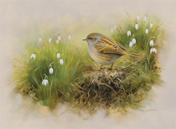 Rodger McPhail , Dunnock and snowdrops