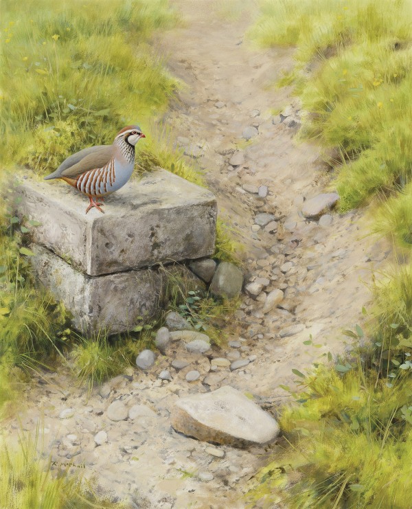Rodger McPhail , Red-legged Partridge