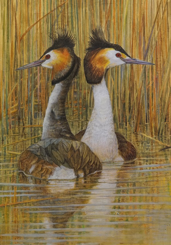 Emma Faull , Great Crested Grebes