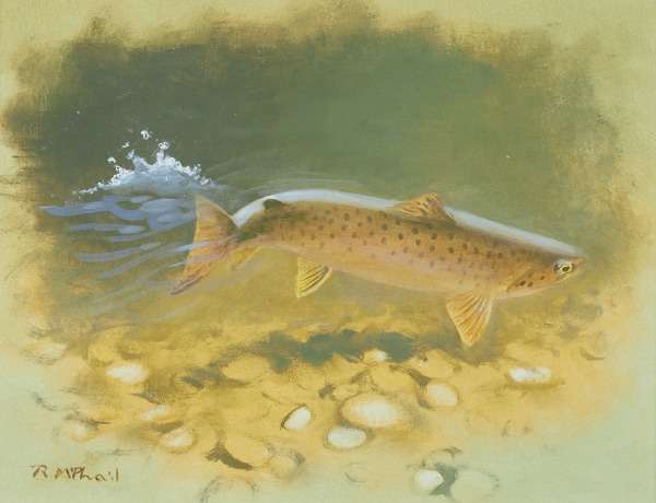 Rodger McPhail , Brown Trout
