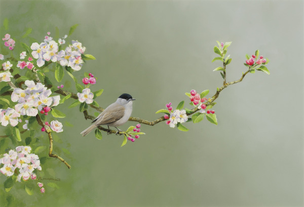 Rodger McPhail , Blackcap and blossom