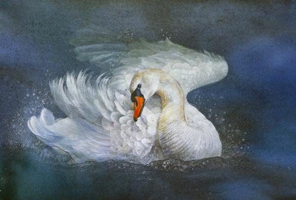 Emma Faull , Mute Swan