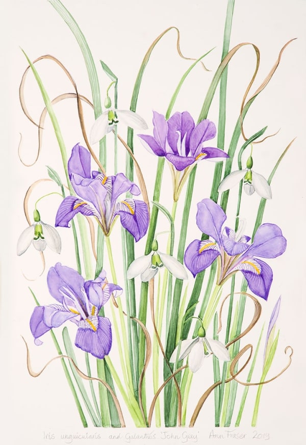 Ann Fraser, Iris unguicularis with Galanthus 'John Gray'