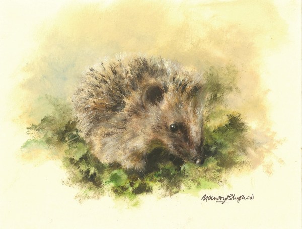 Mandy Shepherd, Hedgehog