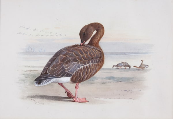 Archibald Thorburn , Pink-footed Goose