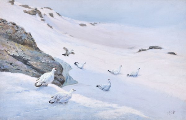 George Edward Lodge , Ptarmigans in winter