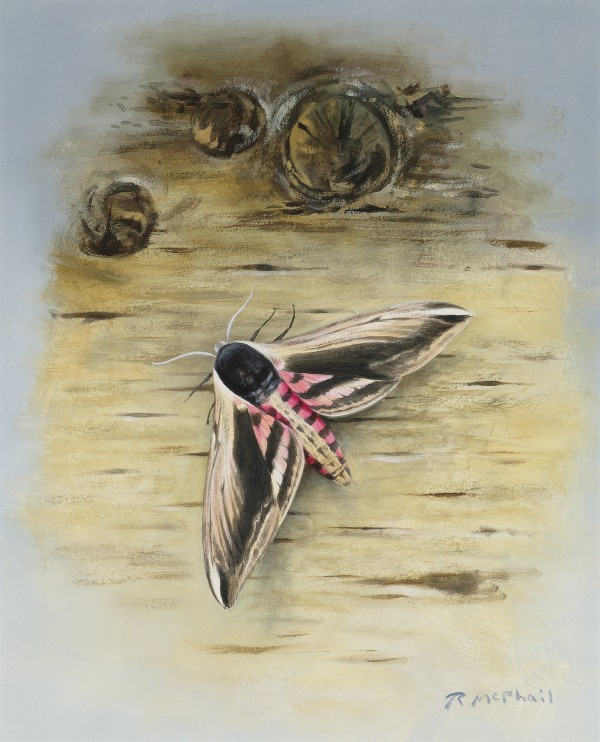 Rodger McPhail , Privet Hawk-moth