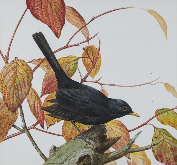 Basil Ede , Blackbird