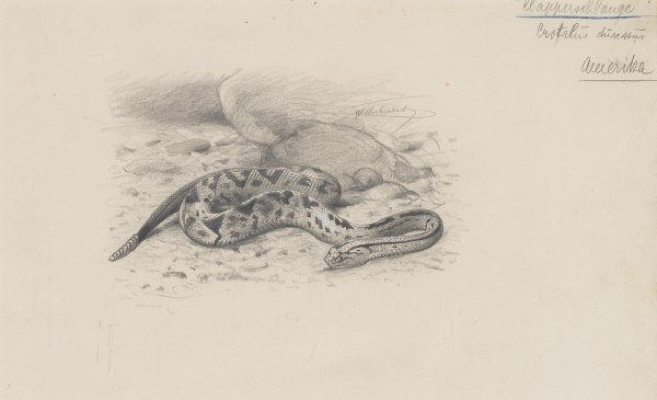 Wilhelm Kuhnert , North American Rattlesnake