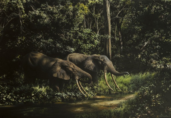 Paul Augustinus , Refugia Series: Ndoki Forest elephants, Bukombela
