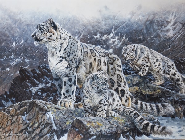 Matthew Hillier , Snow leopards