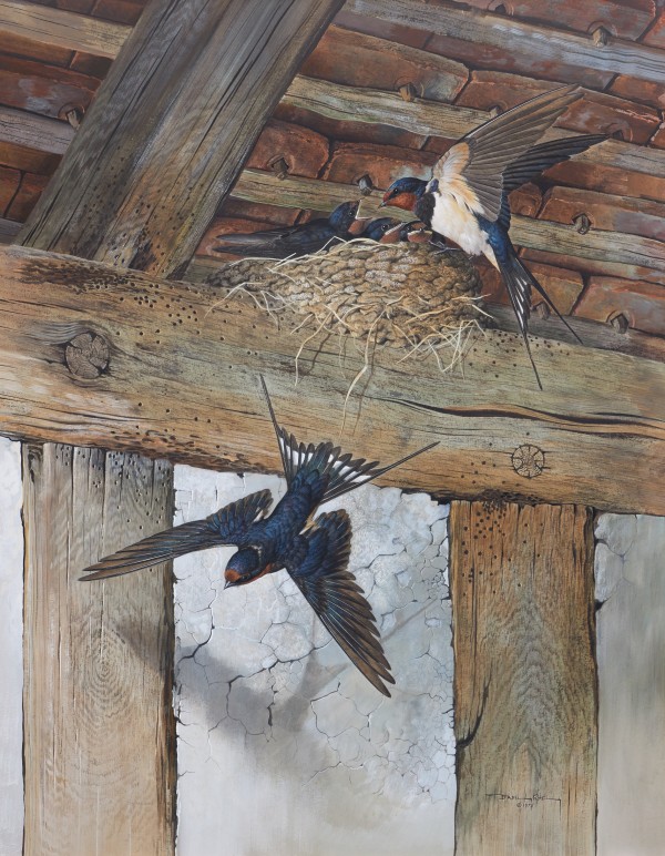 Basil Ede , Barn swallows