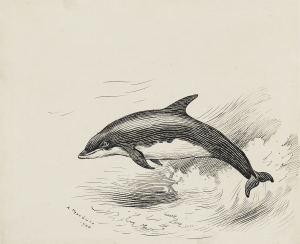 Archibald Thorburn , Bottlenose Dolphin