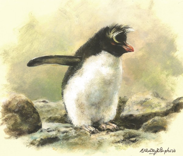 Mandy Shepherd , Rockhopper Penguin
