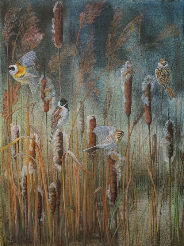 Emma Faull , Reed Buntings and Penduline Tit