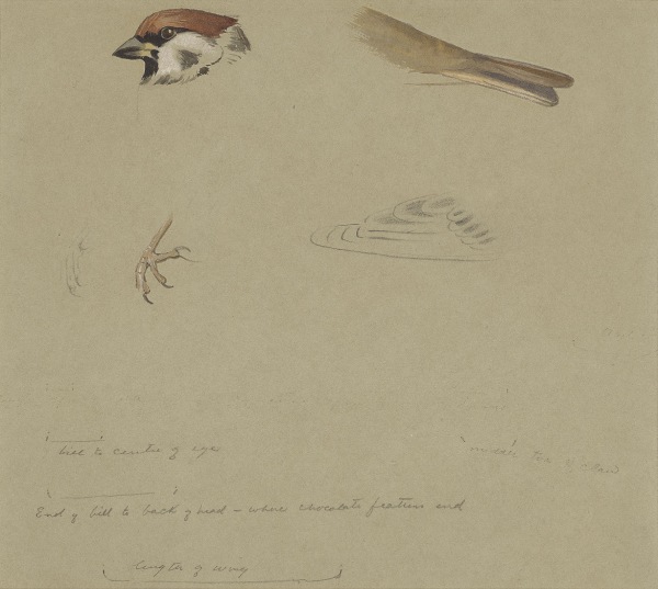 Archibald Thorburn , Tree sparrow studies