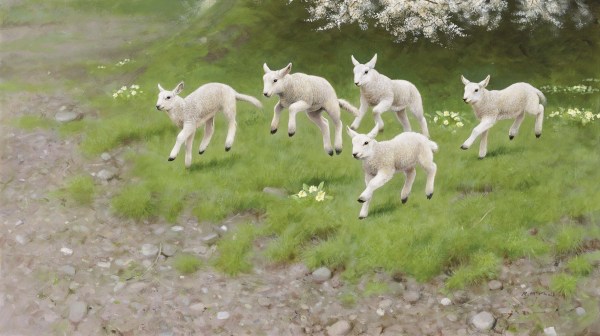 Rodger McPhail, Spring Lambs