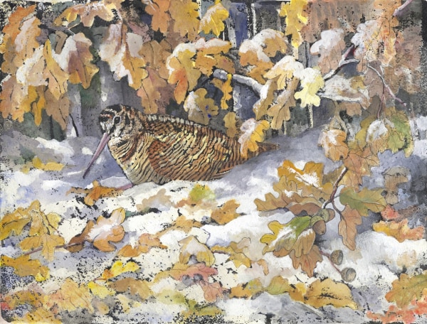 Emma Faull , Woodcock in the snow