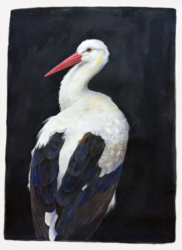 Emma Faull , White Stork