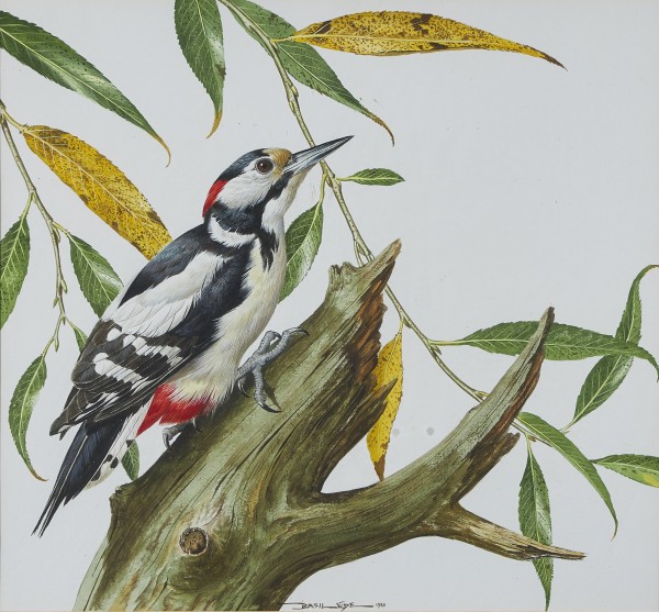 Basil Ede , Great Spotted Woodpecker