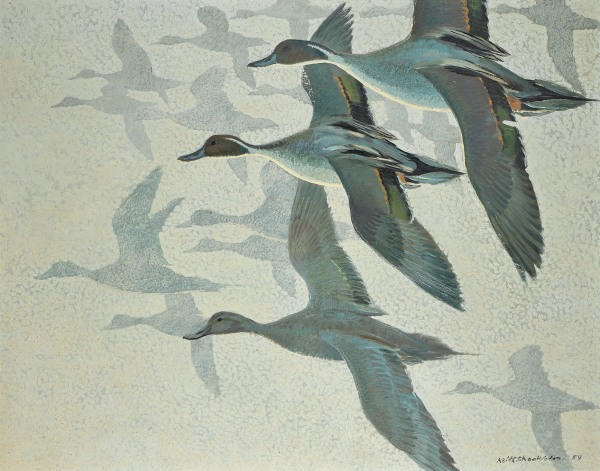 Keith Hope Shackleton , MBE, Pintails in mist, 1959