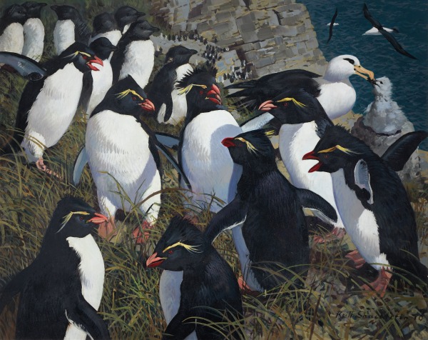 Keith Hope Shackleton , MBE, Rockhopper penguins