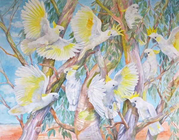Emma Faull , Sulphur-crested Cockatoos
