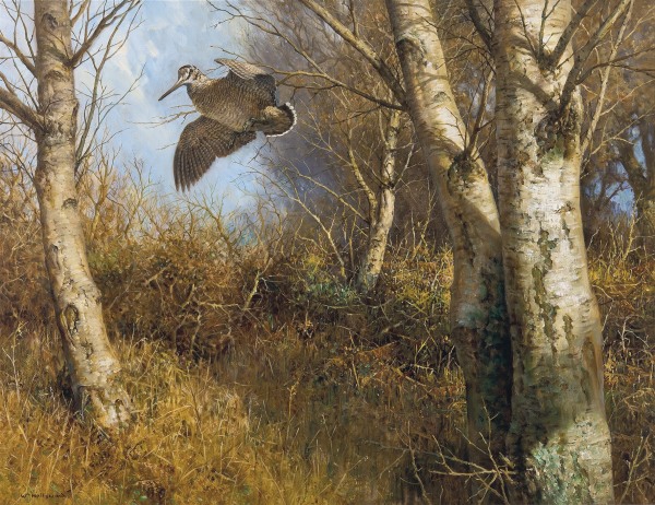 William Hollywood , Woodcock in flight