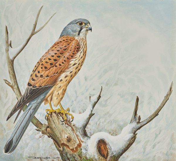 Basil Ede , Male Kestrel (Falco tinnunculus)