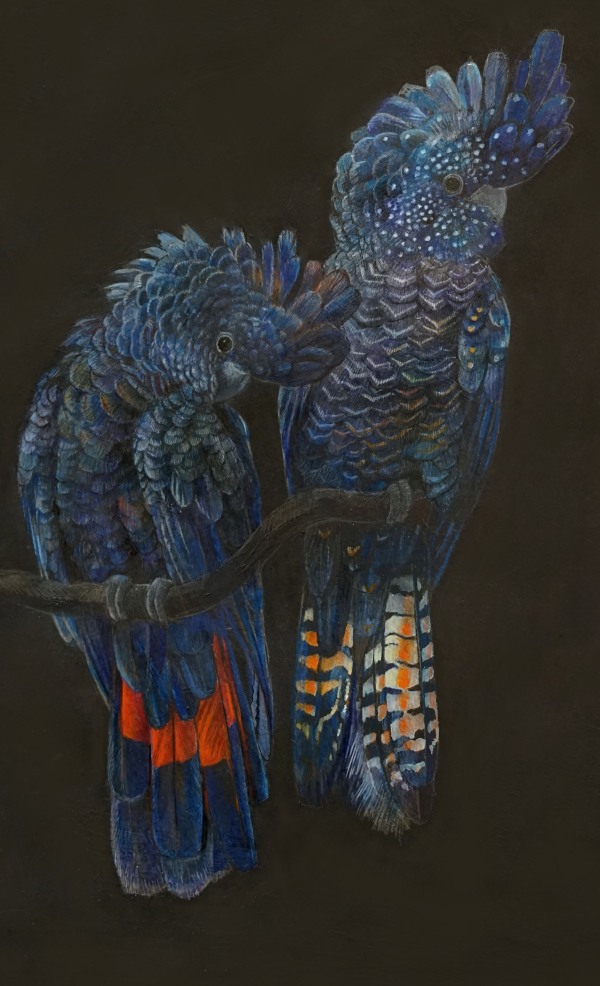 Emma Faull , Black Cockatoos