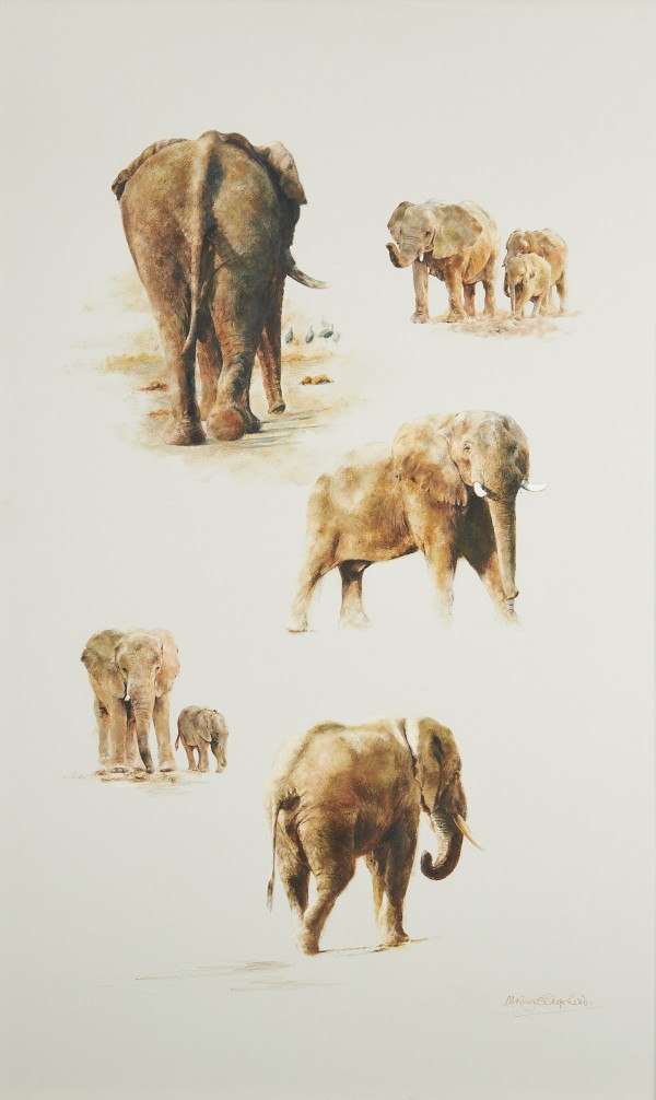 Mandy Shepherd, Chichele Hills - Elephants