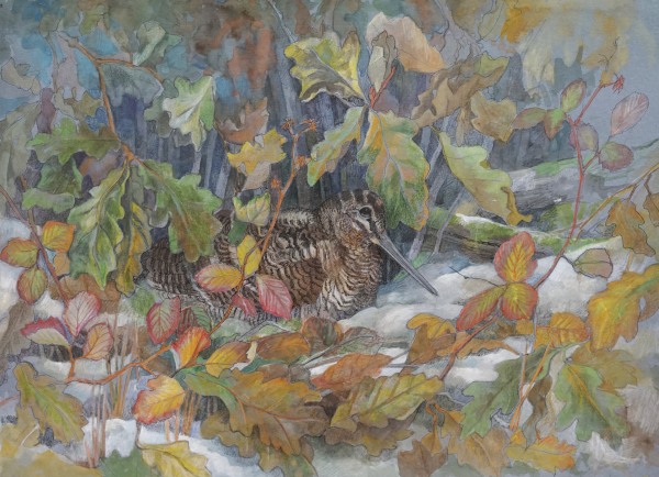 Emma Faull , Woodcock in snow