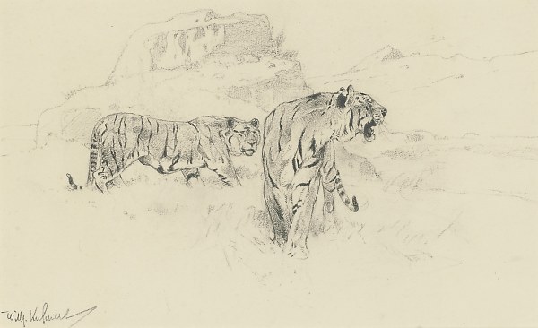Wilhelm Kuhnert , Tigers