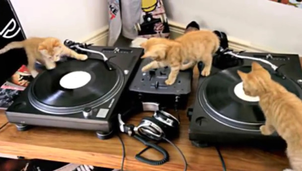 <p>Friskies</p><p>'DJ Kittens'</p><p>Directed by Liam & Grant</p>  <p>Almost 3 millions hits on You Tube (and counting...)</p>