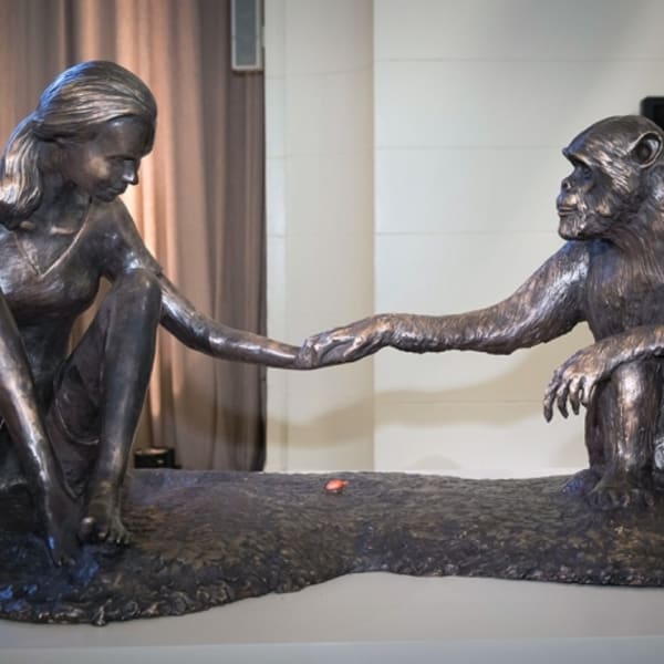 Dr. Jane Goodall unveils life-sized bronze sculpture ‘The Red Palm Nut’, By artist Marla Friedman depicting Goodall And chimpanzee David...