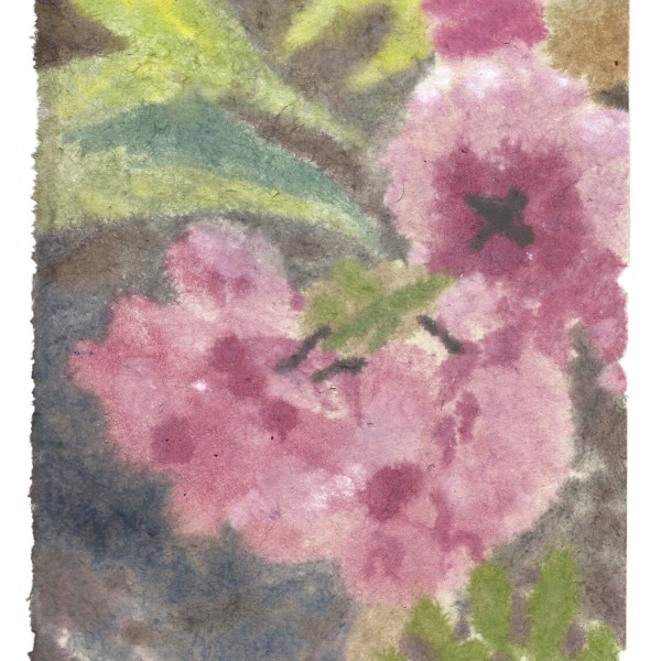 Cherry Blossom