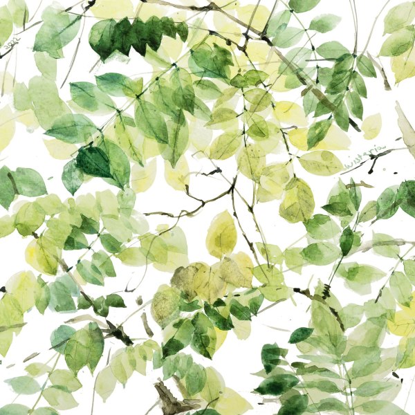 Wisteria, Looking up