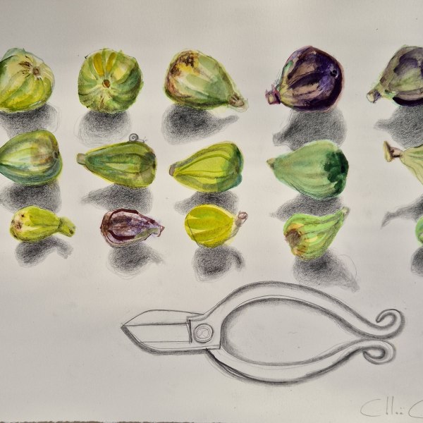 Pruning the Tiny Figs