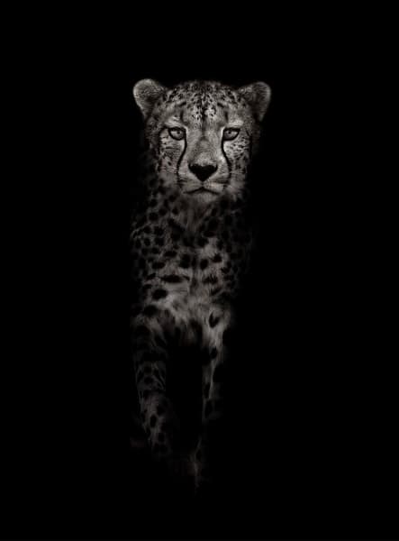 Walking Cheetah (b/w), 2022