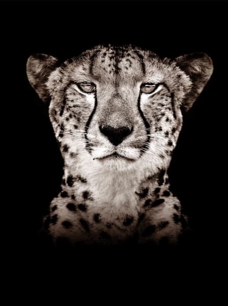 Cheetah (B/W), 2022